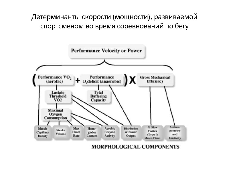 Детерминанты скорости (мощности), развиваемой спортсменом во время соревнований по бегу